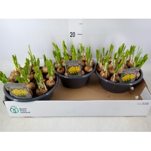 Narcissus cycl. 'Adriana Geertrui'