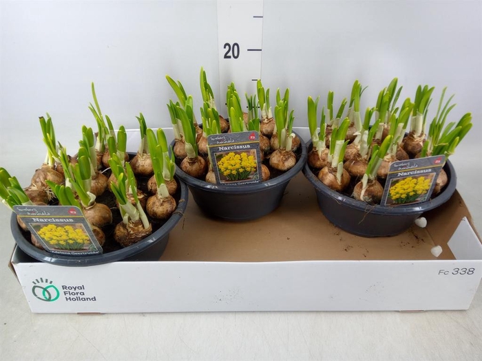 <h4>Narcissus cycl. 'Adriana Geertrui'</h4>