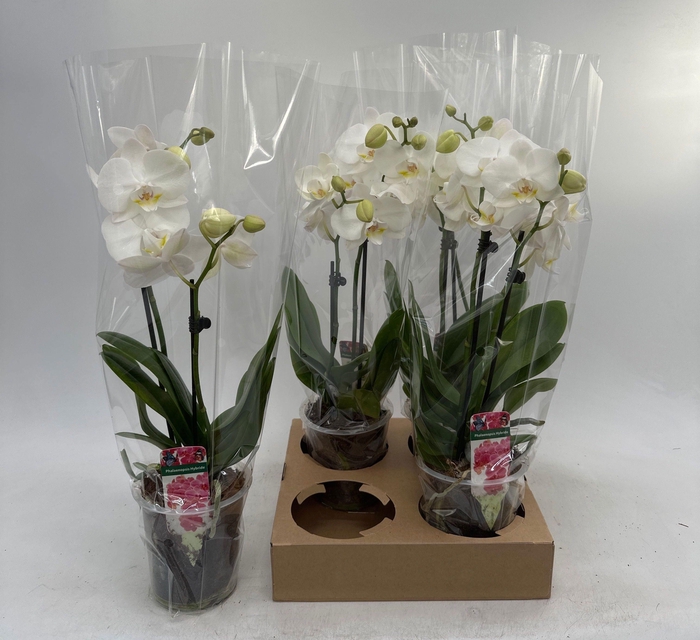 <h4>PHAL WHITE 2 TAK</h4>