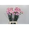 Dianthus St Pixy