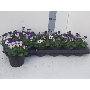 VIO CO EM DELFT BLUE