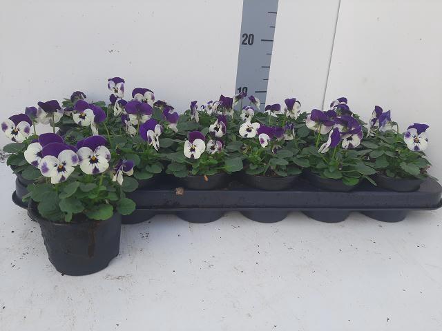 <h4>VIO CO EM DELFT BLUE</h4>