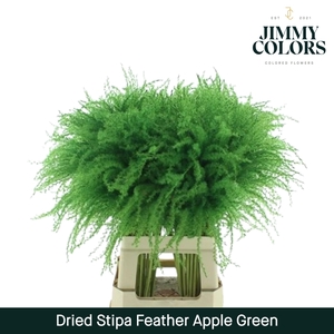 Dried Stipa Feather Apple Green