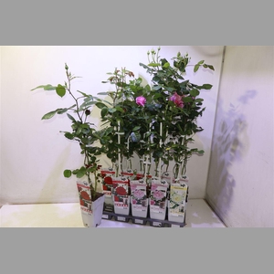 Rosa Ov Mixtray