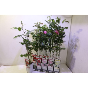 arr8 Rosa Ov Mixtray