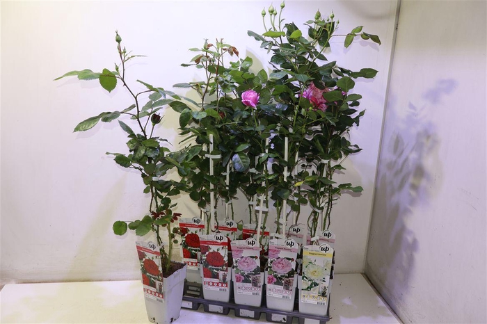 <h4>Rosa Ov Mixtray</h4>