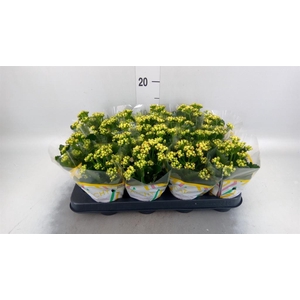 Kalanchoe blos. 'Calandiva Nolin'