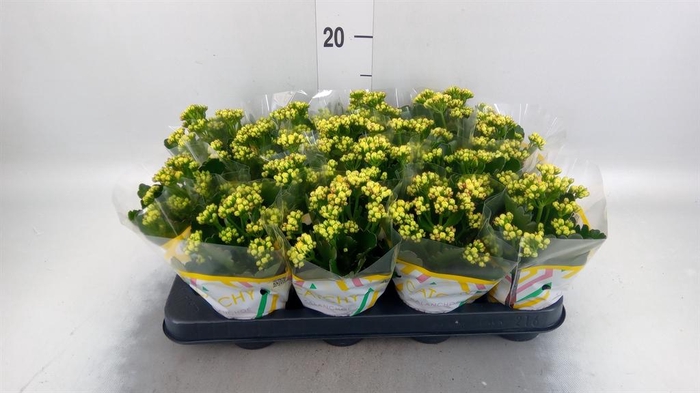 <h4>Kalanchoe blos. 'Calandiva Nolin'</h4>