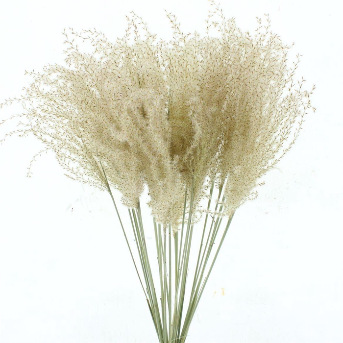 <h4>Dried Stipa Feather Natural</h4>