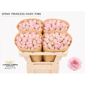 Rosa spray garden princess fairy pink