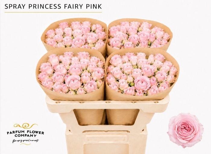 <h4>Rosa spray garden princess fairy pink</h4>