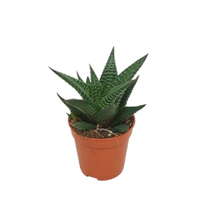 Haworthia limifolia 5,5 cm