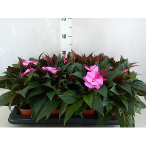 Impatiens NG 'ColPow Lavender Flam'
