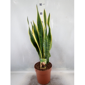 Sansevieria trifa. 'Laurentii'