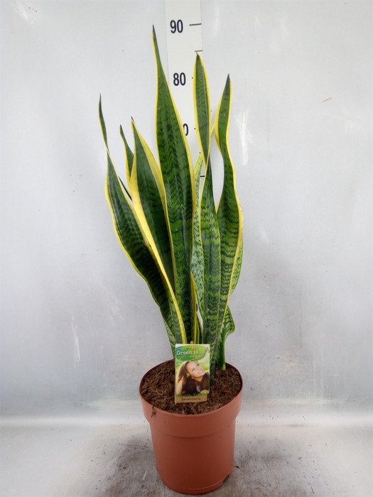 <h4>Sansevieria trifa. 'Laurentii'</h4>