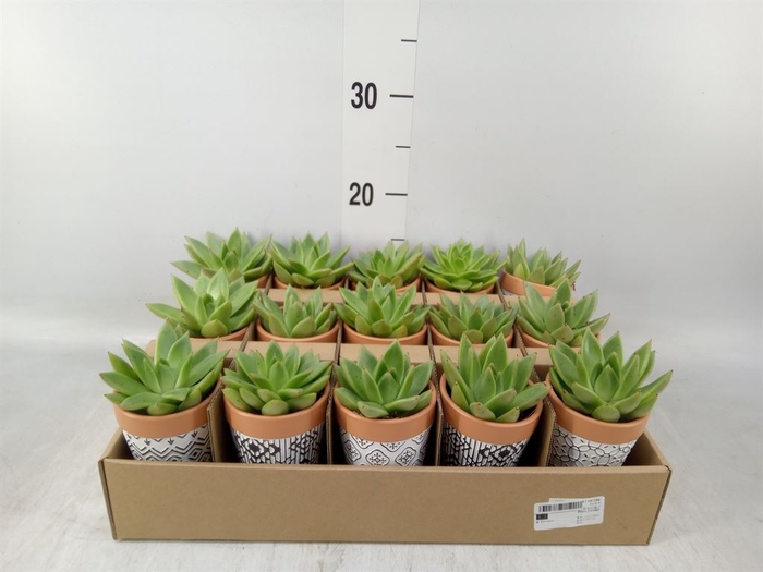 <h4>Arr.  Succulents L%</h4>