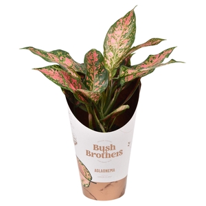 Aglaonema overig