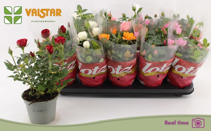 <h4>RO LOTZ OF GEM 6 KL</h4>