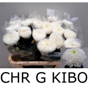 CHR G KIBO