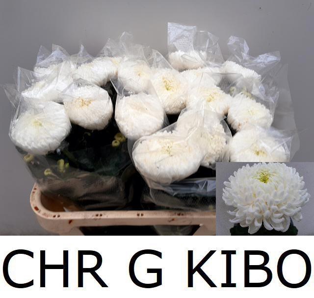 <h4>CHR G KIBO</h4>