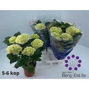 HYDR M CRYSTAL PALAC