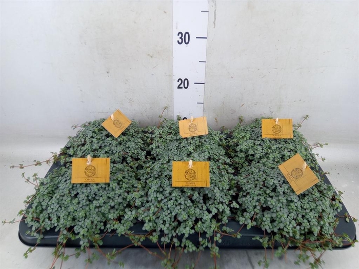 <h4>Pilea glaucophylla 'Greyzy'</h4>