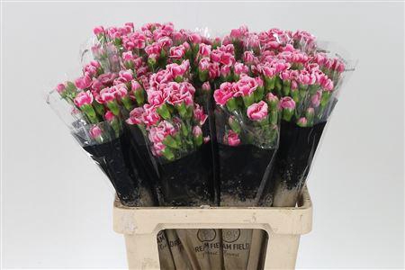 <h4>Di Tr Cosmocherry</h4>