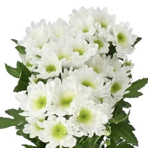 CHRYSANTHEMUM TR 'RADOST'
