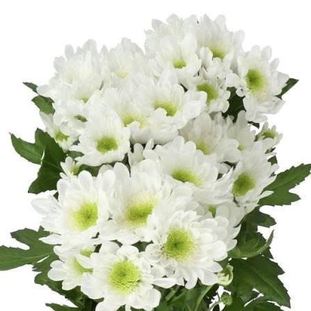 <h4>CHRYSANTHEMUM TR 'RADOST'</h4>
