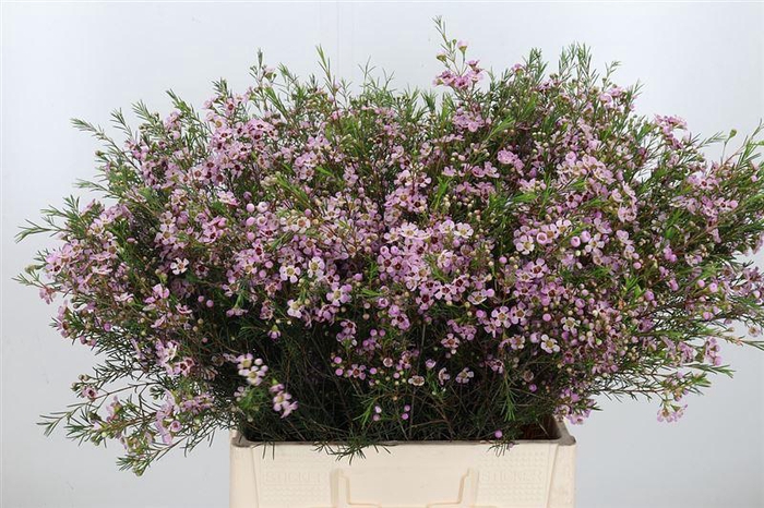 <h4>Chame Un Early Nir</h4>