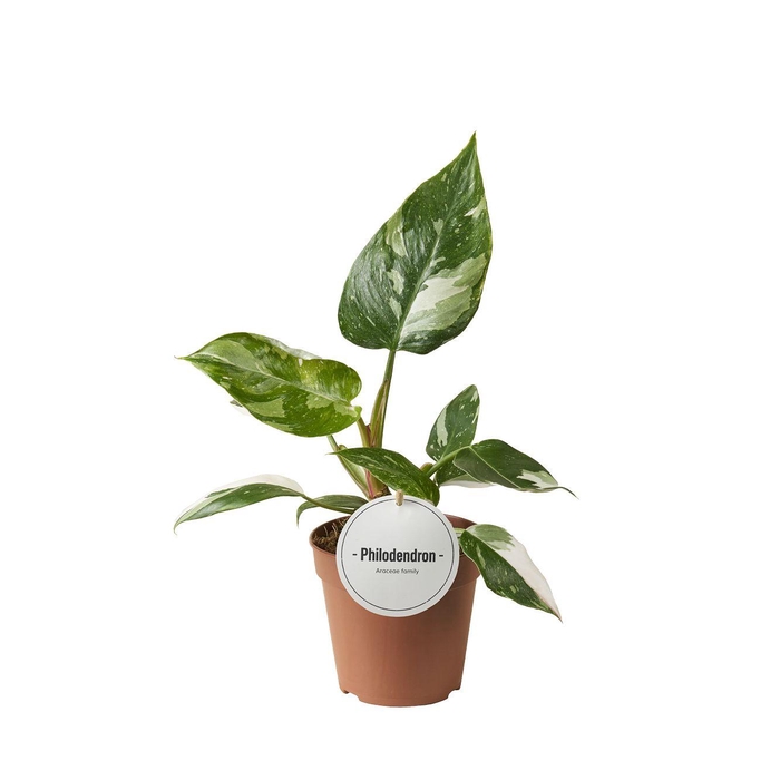 <h4>Philodendron White Princess</h4>