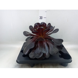 xSemponium  'Destiny'