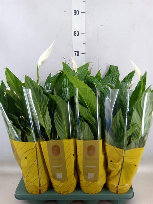 <h4>Spathiphyllum  'Sweet Chico'</h4>