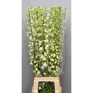 DELPH DU GUARD WHITE