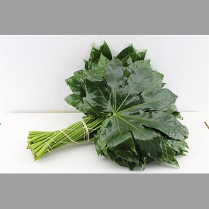 Aralia 60 Cm South Africa