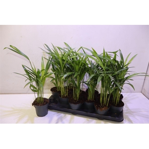 arr8 Dypsis Lutescens