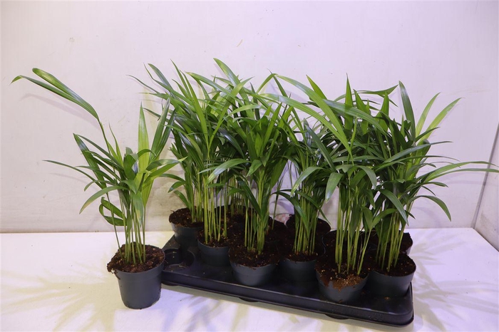 <h4>arr8 Dypsis Lutescens</h4>