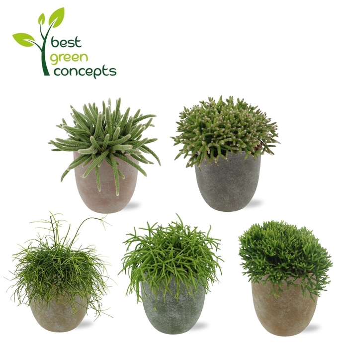 <h4>RHIPSALIS GEM</h4>