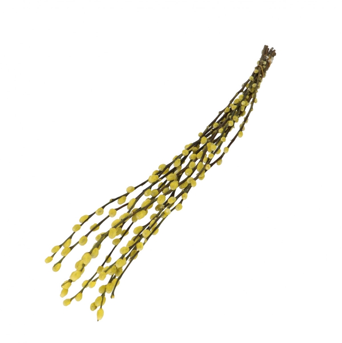 Dried flowers Willow catkins 70cm
