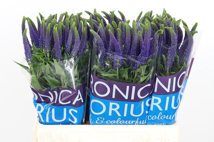 <h4>Veron Smart Navy</h4>