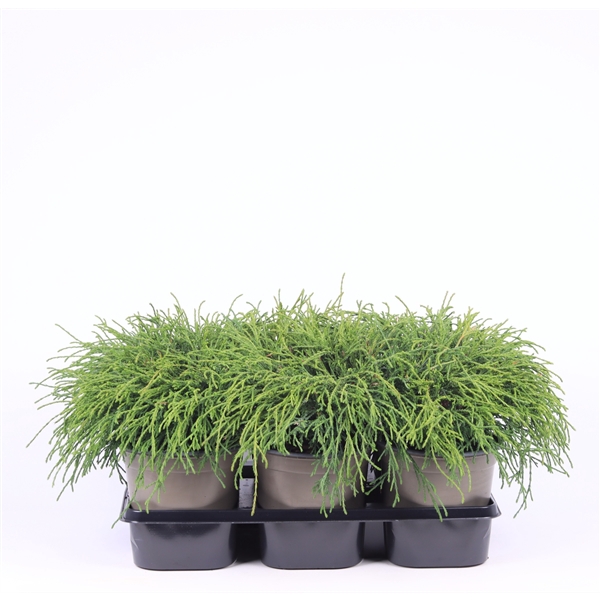 <h4>Chamaecyparis pisifera 'Filifera Nana'</h4>