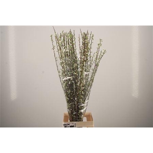 Prunus Gland White