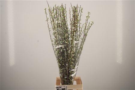 <h4>Prunus Gland White</h4>