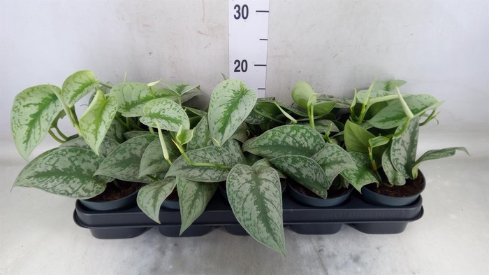 <h4>Scindapsus pictus 'Trebie'</h4>