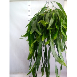 Lepismium houlletianum