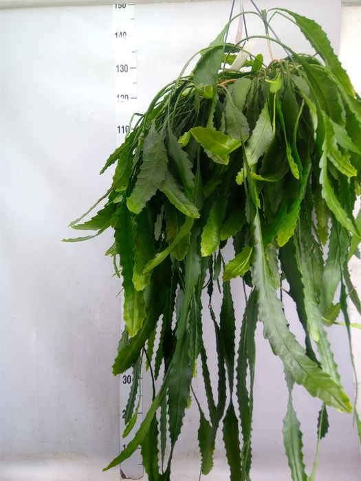 <h4>Lepismium houlletianum</h4>