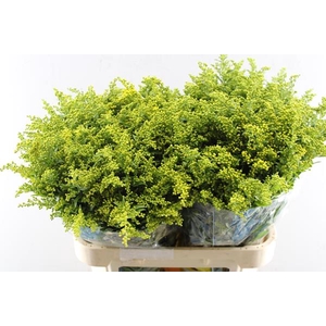 Solidago Carzan Glory L 80/70