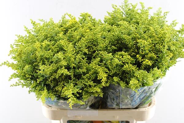 <h4>Solidago Carzan Glory L 80/70</h4>