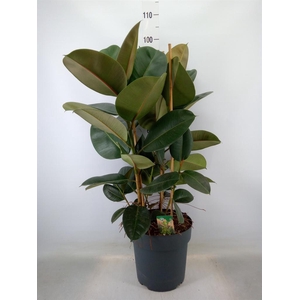 Ficus elastica 'Robusta'