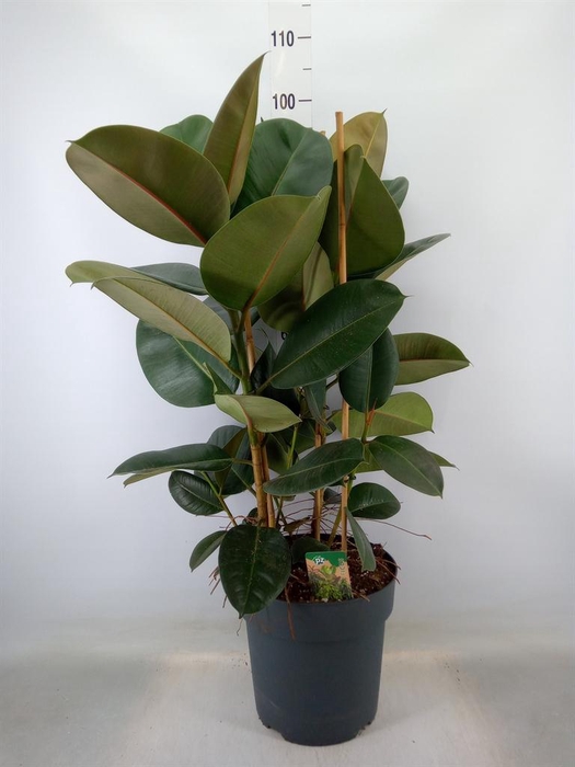 <h4>Ficus elastica 'Robusta'</h4>